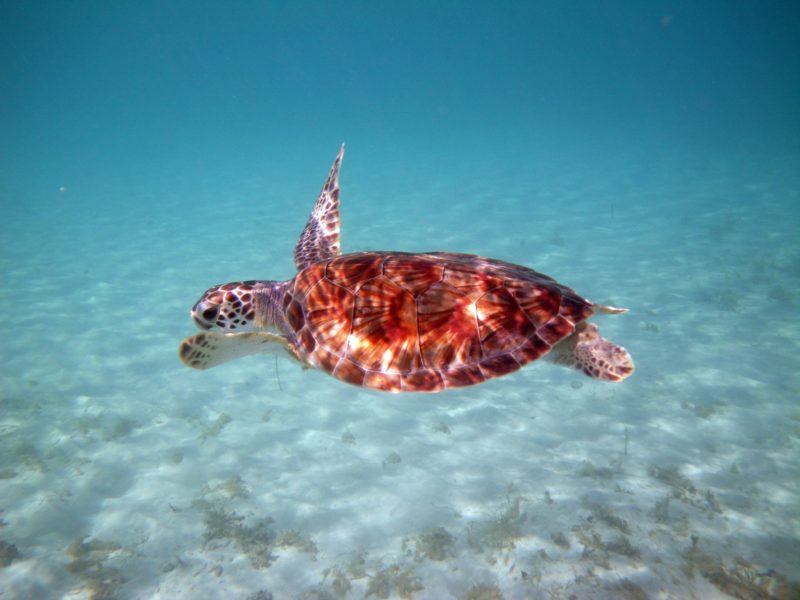Turtle swimming in the Gulf of Mexico