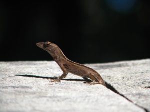 Small brown common lizard in Florida